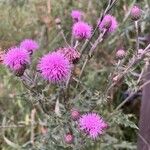 Cirsium arvenseപുഷ്പം