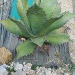 Agave shaferi Листок