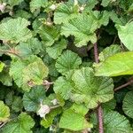 Rubus tricolor Leaf