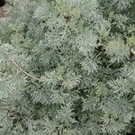Artemisia absinthium Hostoa