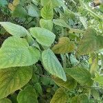 Salvia dorisiana Leaf