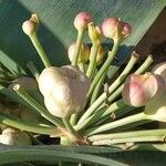 Ammocharis tinneana Λουλούδι
