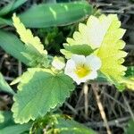 Herissantia crispa Flower