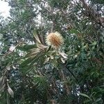 Banksia integrifolia Flors