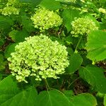 Hydrangea arborescens Kvet