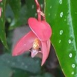 Begonia maculata Virág