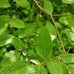 Nothofagus alpina Hoja