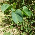 Bauhinia galpinii Folha