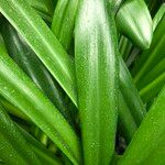 Agapanthus spp. Habit