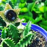 Huernia plowesii