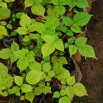 Bobgunnia fistuloides Hoja