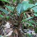 Guarea michel-moddei Leaf