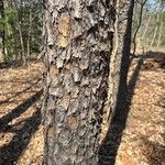 Pinus virginiana Bark