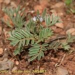 Astragalus stella Other