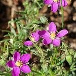 Spergula purpurea Квітка