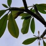 Plumeria alba Leaf