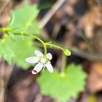 Saxifraga rotundifolia Floare