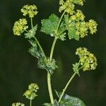 Alchemilla coriacea Altres