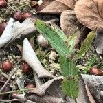 Verbena rigida Folha