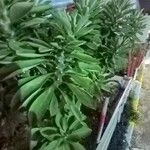 Euphorbia neriifolia Hoja