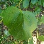 Tilia platyphyllos Leaf