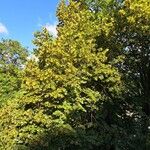 Tilia platyphyllos Habitat