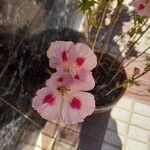 Clarkia amoena Leaf