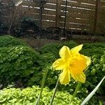 Narcissus × incomparabilis Lorea