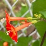 Ipomoea coccinea Kvet