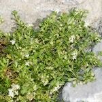 Galium pseudohelveticum 形態