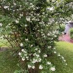 Philadelphus lewisii Habitat