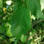 Ulmus laevis পাতা