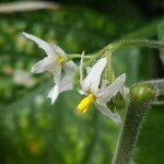 Solanum chenopodioides 花