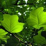 Liriodendron tulipifera Frunză