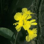 Handroanthus serratifolius Flower