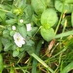 Veronica serpyllifoliaBlatt