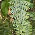 Hymenophyllum pectinatum Leaf