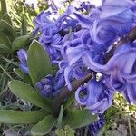 Hyacinthus orientalis Virág