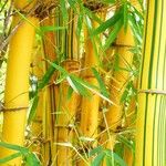 Phyllostachys aurea Frunză