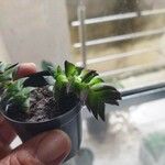 Crassula capitella पत्ता