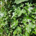 Hedera hibernica Yeri