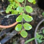 Indigofera tinctoriaFulla