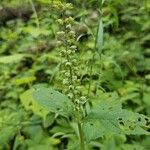 Teucrium canadense പുഷ്പം