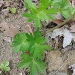 Delphinium tricorne Leaf