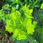 Euphorbia hyberna ফুল