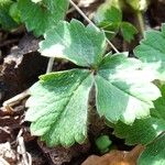 Potentilla sterilis ഇല