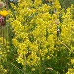 Galium x pomeranicum 花