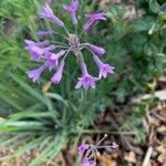 Tulbaghia violacea Habitatea