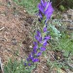 Campanula spicata Fleur