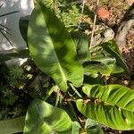 Philodendron erubescens Blatt